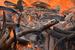 Ivory_burn_small_square