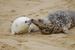 Seal_and_pup2_square