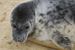 Seal1_square