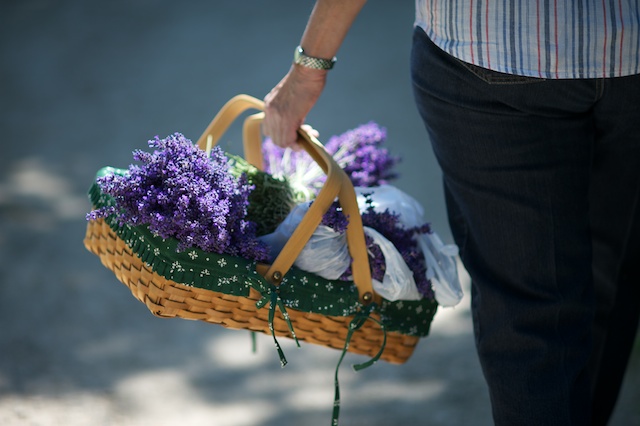 Caption: Basket of Lavender, Credit: Guy Hand