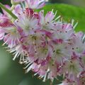 Clethra_sericea_small