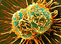 Cellcellmed_small