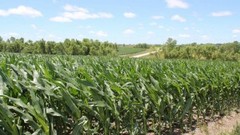 Quest-recycling-corn_field640-300x169_medium