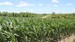 Quest-recycling-corn_field640-300x169_square