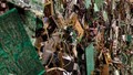Quest-recycling-e-waste-circuitboards-univ640-300x169_small
