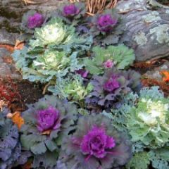 Caption: A Fall Garden, Credit: Flickr/Gemma Grace