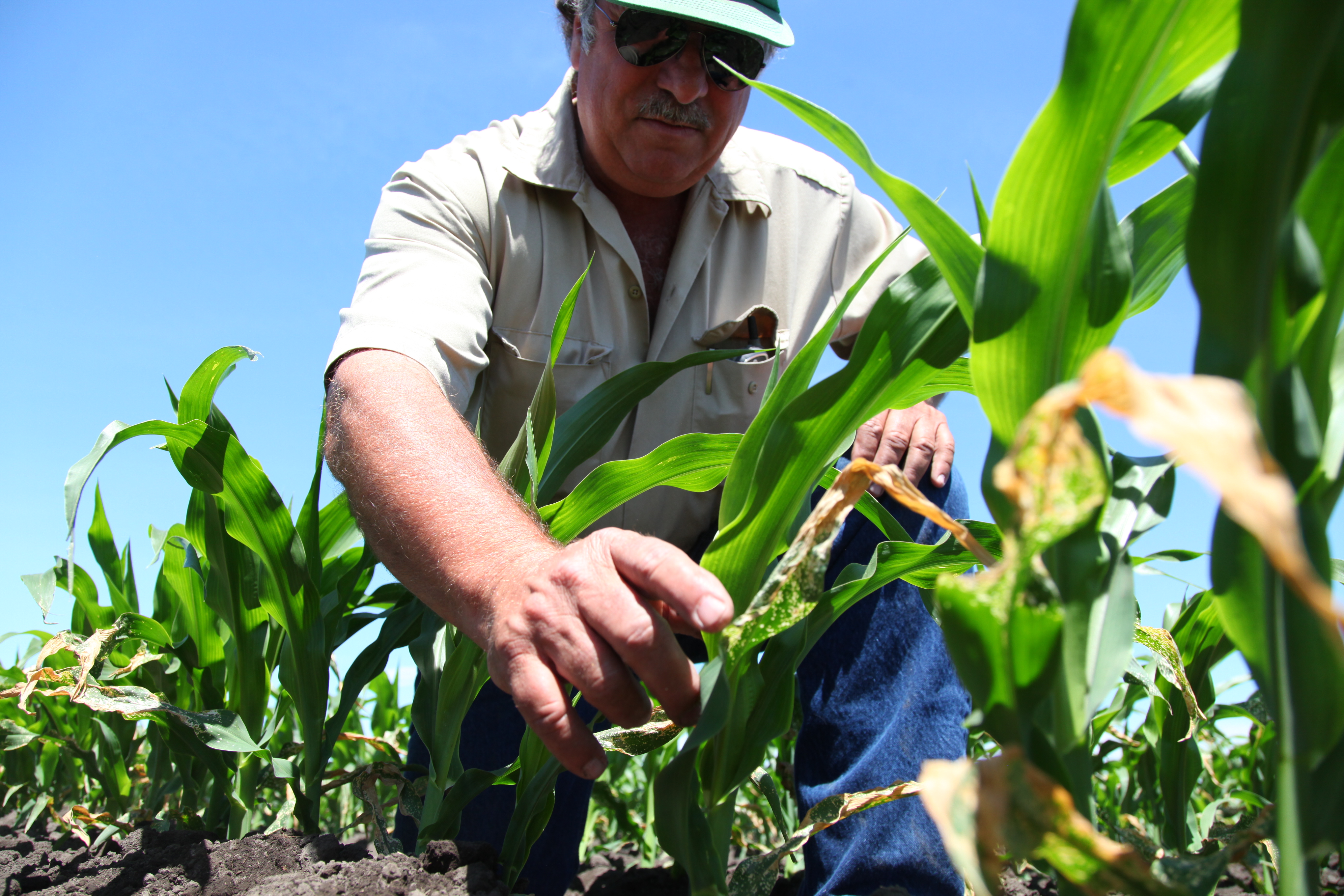 Caption: Steve Mello is a farmer on Tyler Island in the San Francisco Bay Delta, Credit: Jan Sturmann