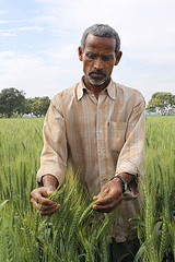 Caption: Indian farmer and his wheat, Credit: Petr Kosina / CIMMYT