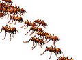 Swarminheremed_small