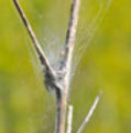 Spiders4_small