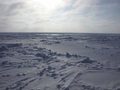 Seaice1_600_small