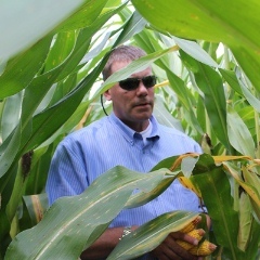 Caption: Nick Hyde, a grain buyer for Heartland Co-op, works his way through a corn field in Iowa in mid-August. , Credit: Kathleen Masterson/Harvest Public Media