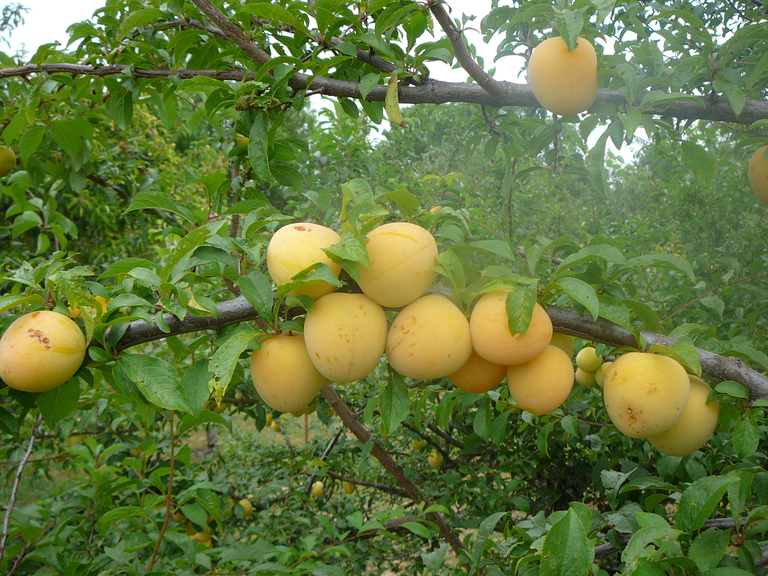 Caption: Shiro plums picked by the Portland Fruit Tree Project (after this photo was taken), Credit: Portland Fruit Tree Project