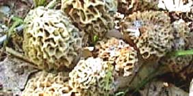 Piece image