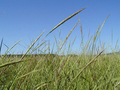 Wild_rice_-_photo_courtesy_wisconsin_dnr_-_by_eli_sager_via_google_images_small