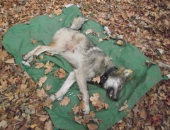 Caption: Sedated and collared wolf at Grand Portage, MN, Credit: Grand Portage Trust Lands