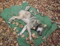 Wolf_collared_1_small