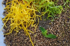 Caption: Gin making ingredients, Credit: Guy Hand