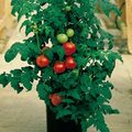 Vegetable_patio_tomato_plants2_small