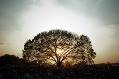 Caption: The Shade Tree at Zilker Park