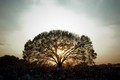 Tree-580x389_small