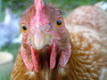 Chicken_small