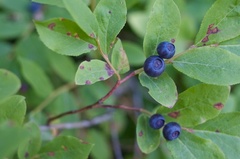 Caption: A traditional Coeur d'Alene tribal food: huckleberries, Credit: Gu Hand