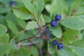 Cda_huckleberries_27_small