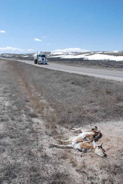 Caption: A dead pronghorn antelope on the Pinedale Anticline in Wyoming., Credit: Ross Chambless