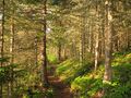 Tobin_trail_by_mduchek_on_wikimedia_small