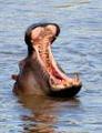 Hippo-yawn_small