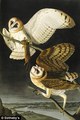 Barnowls_jja_small