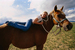 Ks-horse300w_square