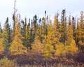 Tamaracks_small