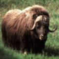 Muskox2_small