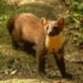 Martens_thumbnail_small
