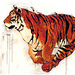 Lynn_tigress3_square