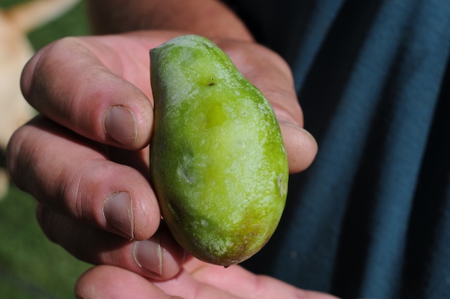 Caption: A just picked pawpaw, Credit: Guy Hand