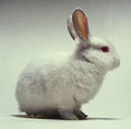 White-rabbit_small