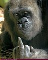 Evolved_ape_small