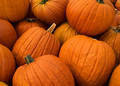 Pumpkins_small
