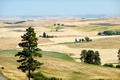 Wheat_5_small