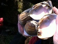 Pink_mucket_shells_small