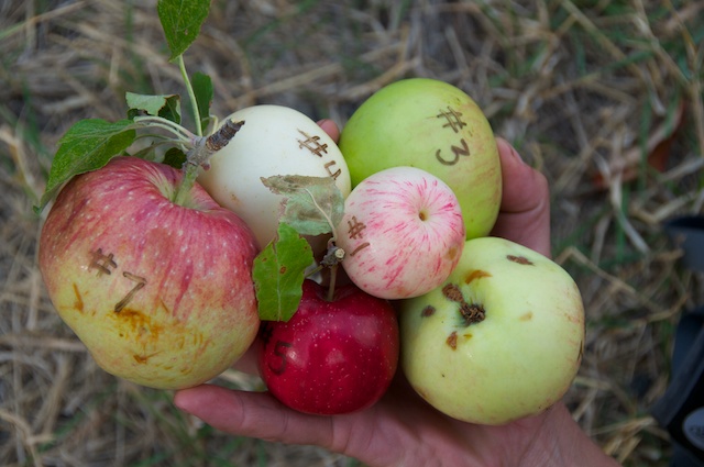 Caption: Pioneer apple varieties found along the Salmon River, Credit: Guy Hand
