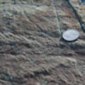 Trepessia_thumb_small