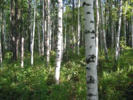 Caption: Stand of birch