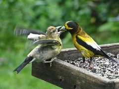 Caption: Evening grosbreak feeding young