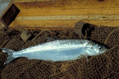 Caption: Lake Superior herring