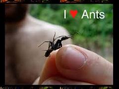 Caption: Adam and Ant, Credit: Jennifer R. Fogel