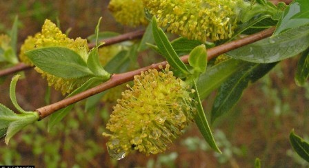 Caption: Autum willow